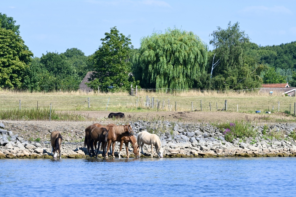 Paarden zoeken verkoeling in de IJssel