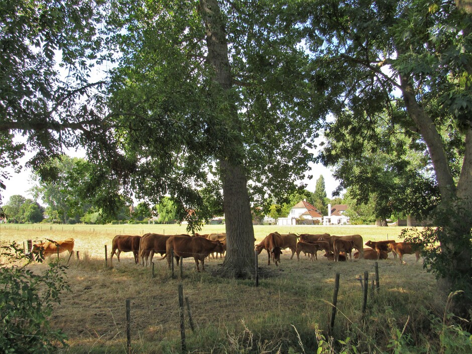 Limousin koeien en kalfjes zoeken de schaduw op onder de bomen