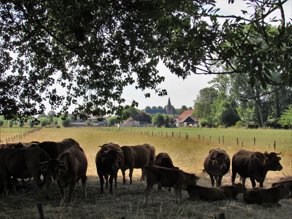 Schaduw en een beetje verkoeling onder de bomen voor deze Limousin koeien en hun kalfjes, rond het middaguur, 31,5 graden