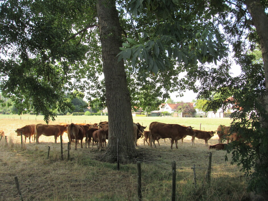 Schaduw en een beetje verkoeling onder de bomen voor deze Limousin koeien en hun kalfjes, rond het middaguur en het is dan al 31,5 graden in Kortgene, Zeeland