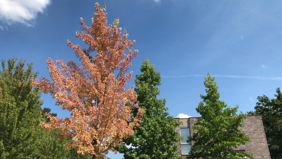 Zon, wolkjes en boom in herfstkleur