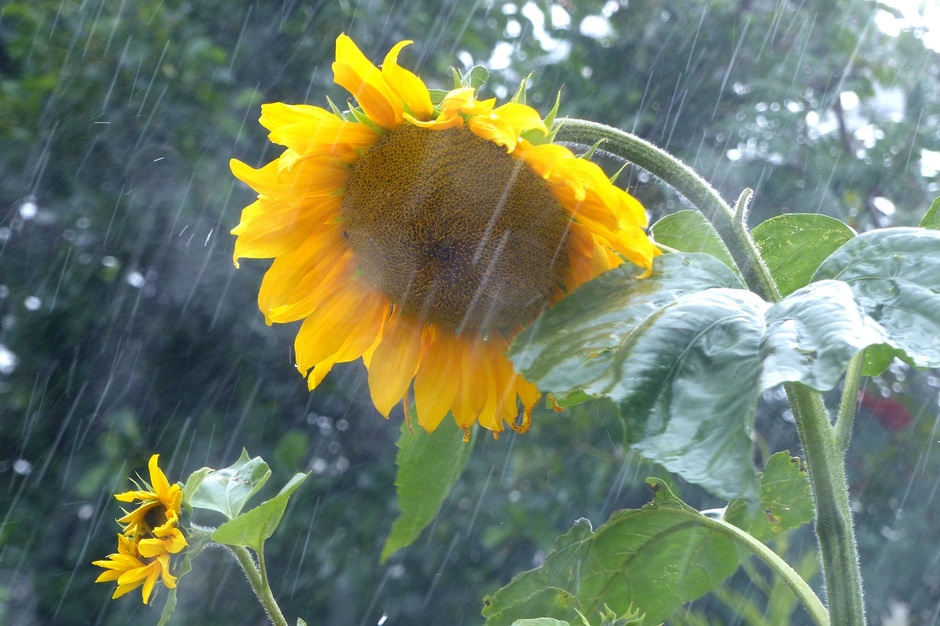 Undulatus , regen zonnebloemen, regent zonnestralen