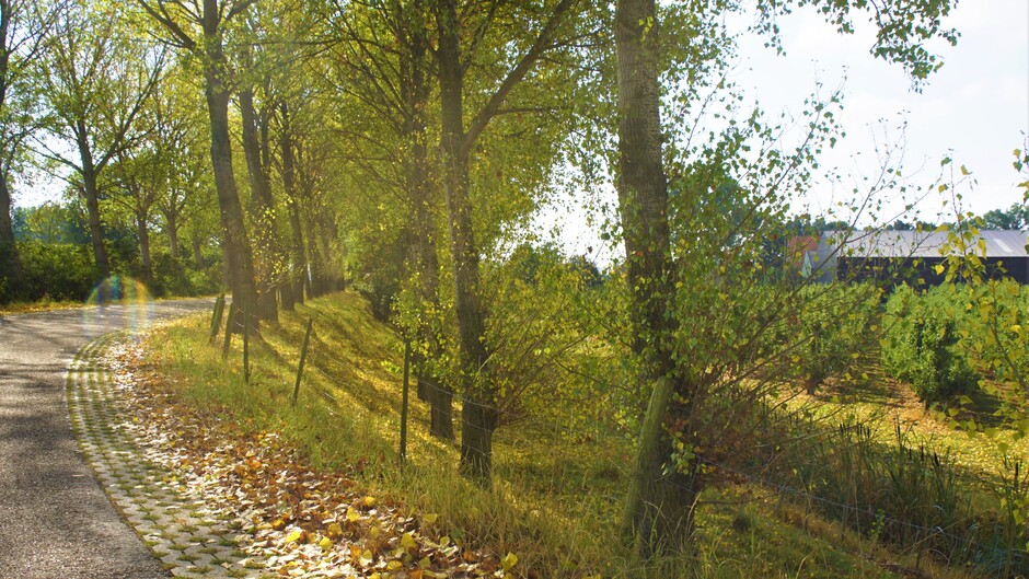 zon blauw wolken 22 gr herfstkleuren op de dijk kale bomen