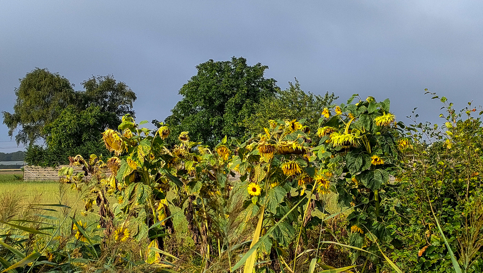 Verdorde zonnebloemen in een buienlucht