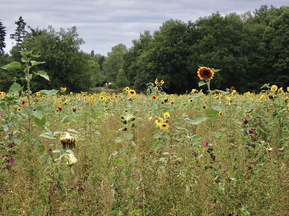 Prachtig veld met zonnebloemen