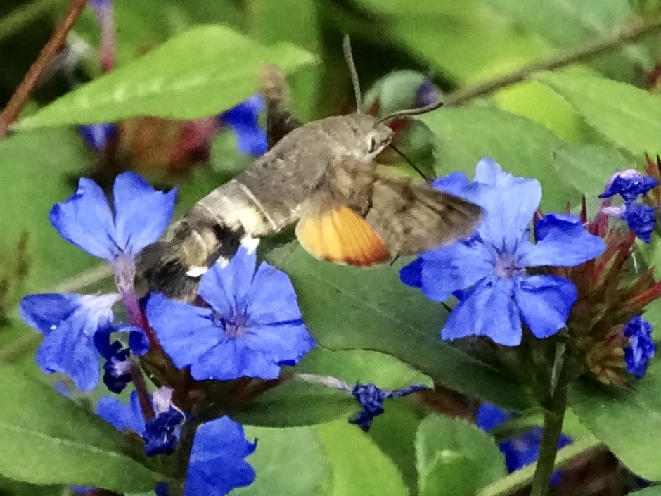 De kolibrie vlinder