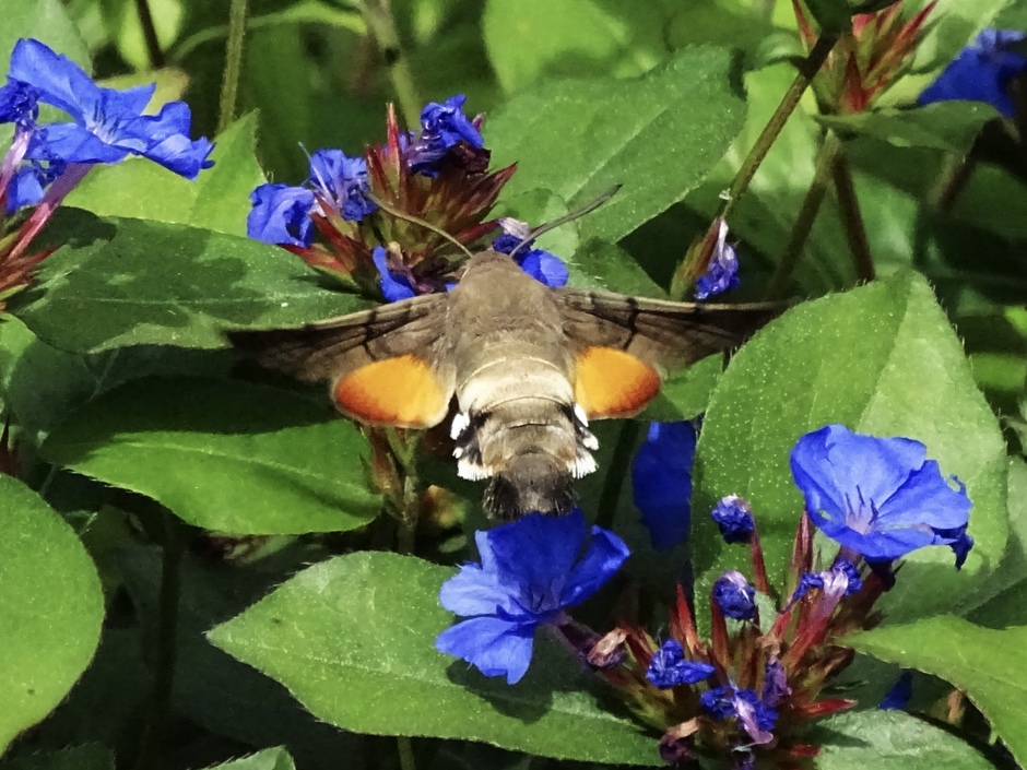 De kolibrie vlinder 