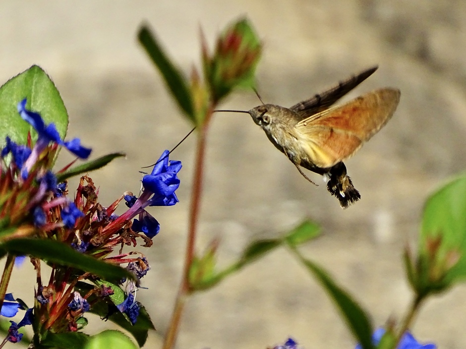 Kolibrie vlinder 