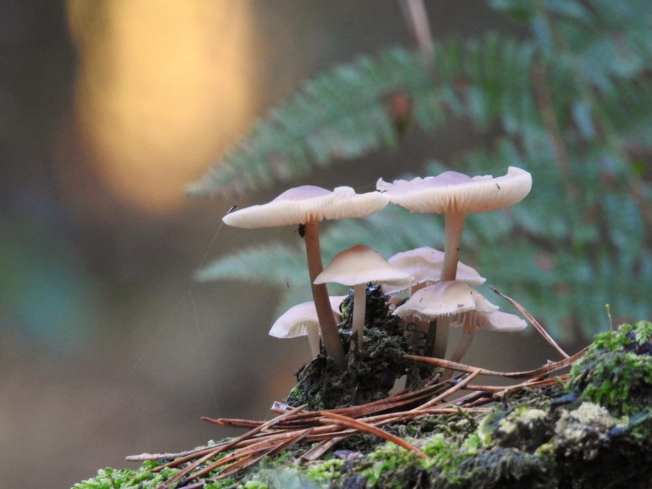 Ondanks droogte toch mini paddenstoelen in het bos 