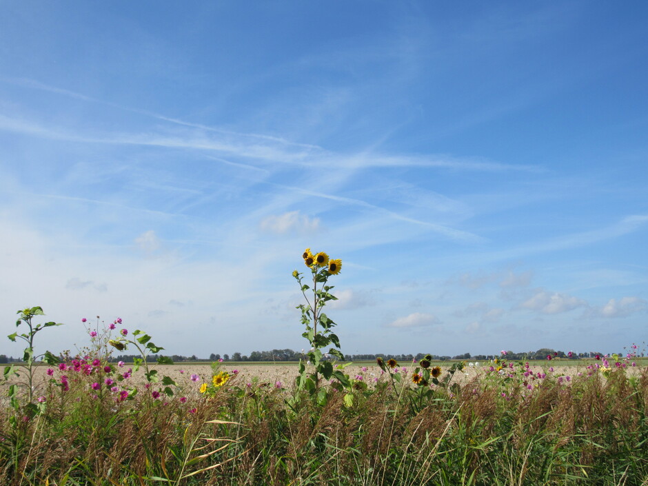 Zon, wind en sluierbewolking in de polder
