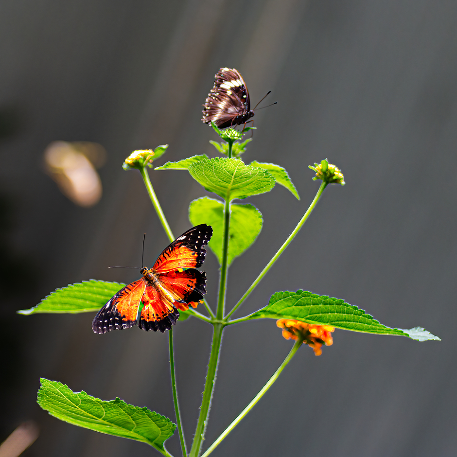 2 vlinders op een plantje