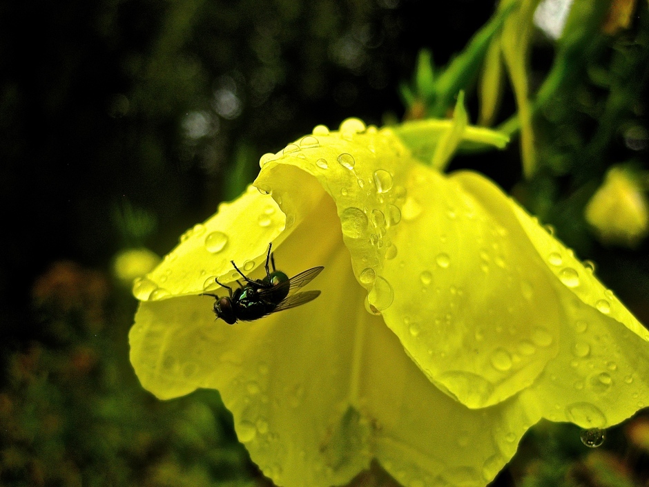 Na regen vliegen insecten uit om dorst te lessen