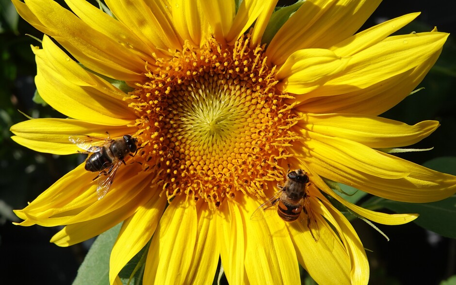 Bijen op zonnebloem