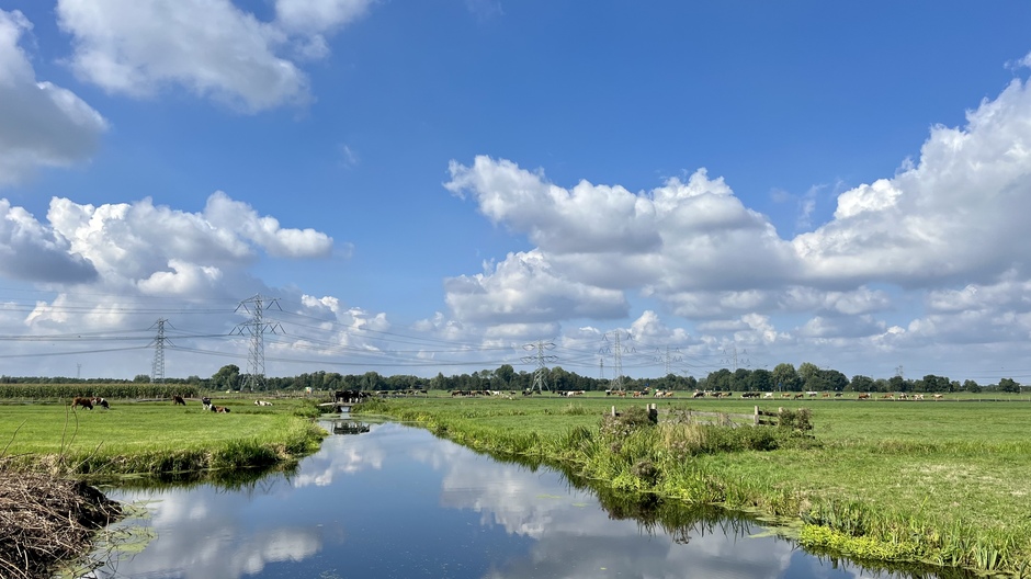 Hollands polderlandschap met koeien 