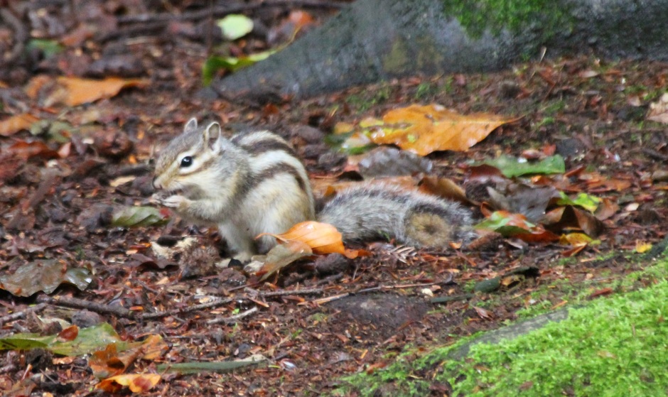 Siberisch eekhoorntje op zoek naar lekkers