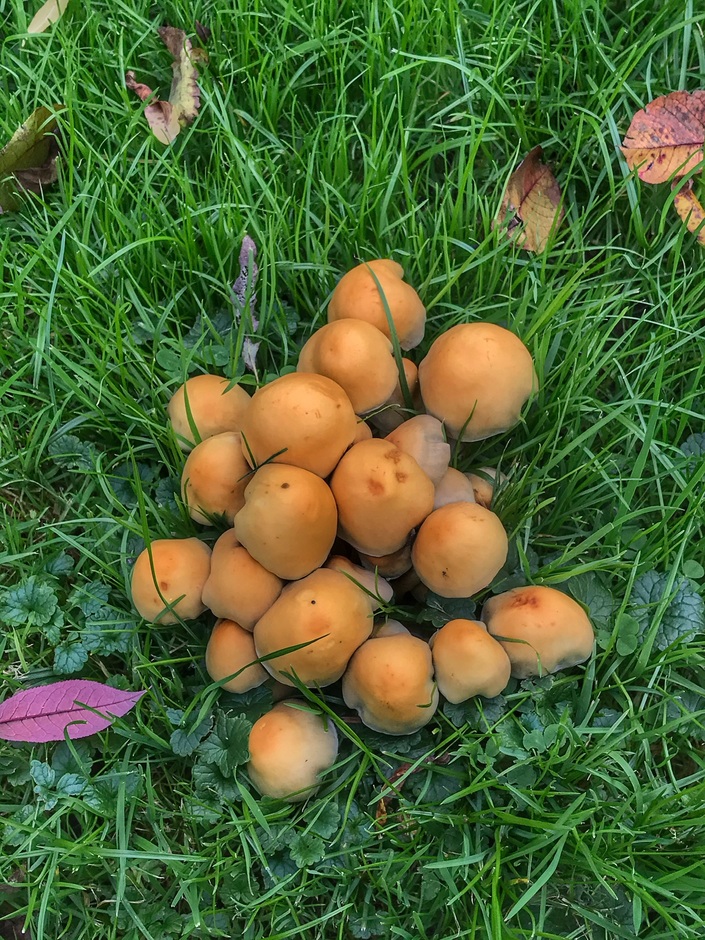 Ze schieten als paddenstoelen uit de grond, herfst in zicht.