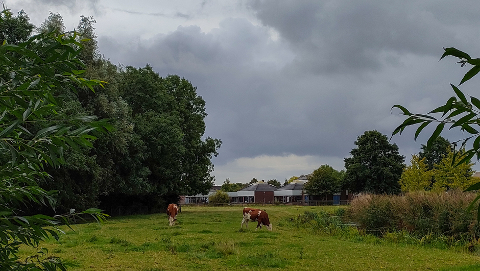  gelukkig weer gras voor de koeien
