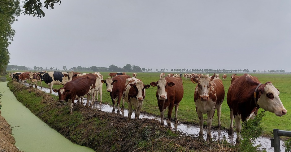 Koeien zoeken bescherming bij elkaar tegen de regen