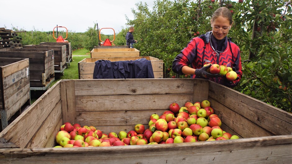 bewolkt en opklaringen 15 gr tijdens de appelen oogst
