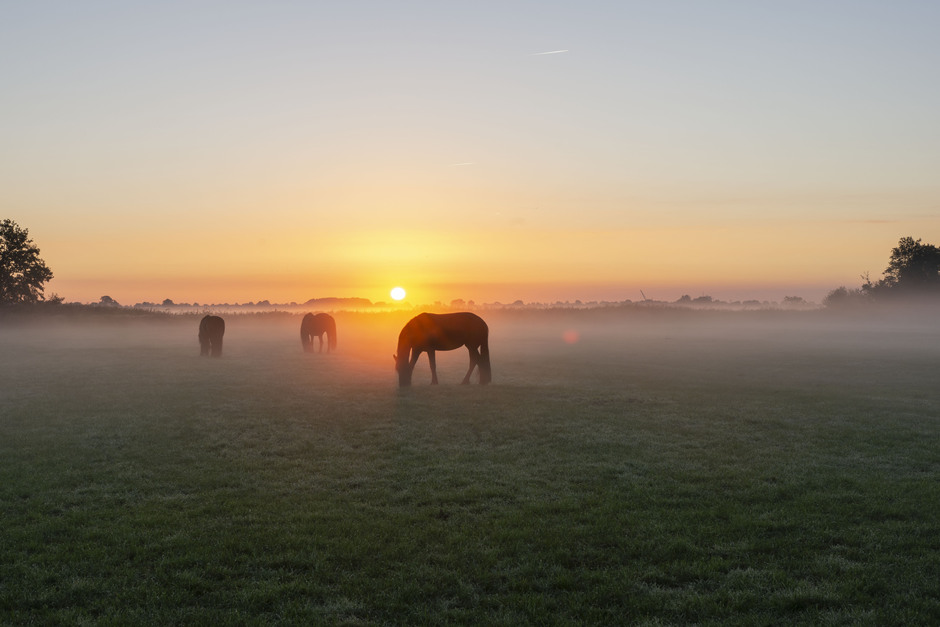 Friese paarden in de mist.