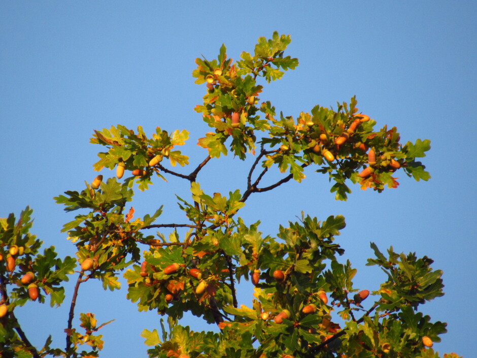 Volop zon en blauwe lucht vanmorgen vroeg op de herfstkleuren van de eikenboom