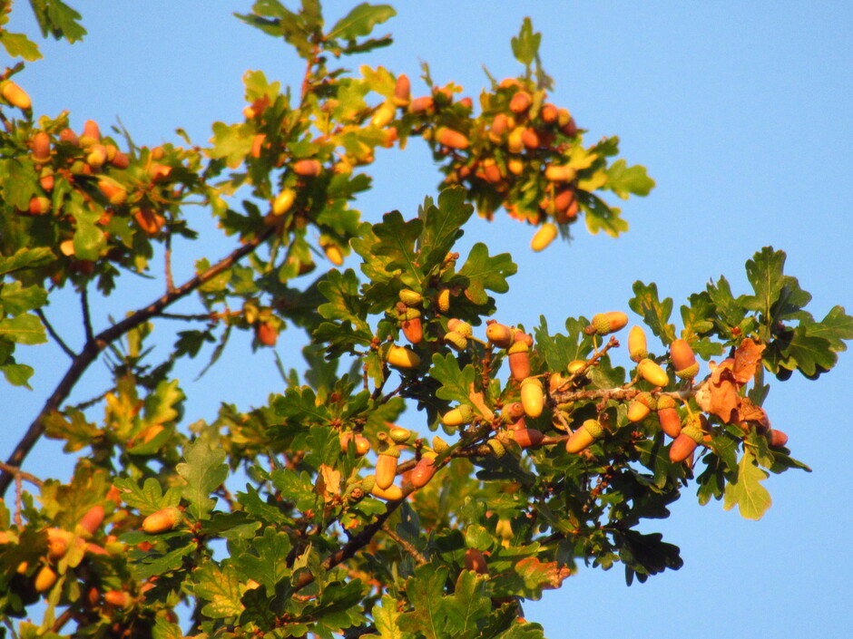 De eikenboom in herfsttooi op een fraai zonnig begin van de dag