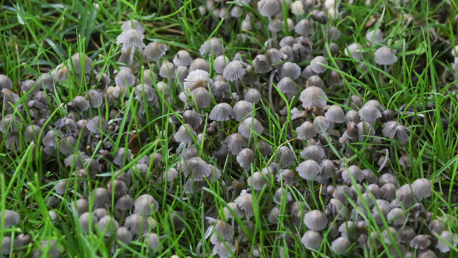 Heel veel paddenstoeltjes langs het voetbalveld vanmiddag in Tricht
