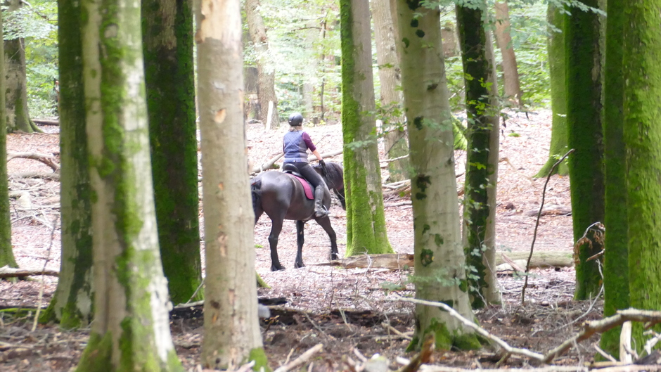 Zelfs voor paardrijden is het goed weer op de Veluwe 