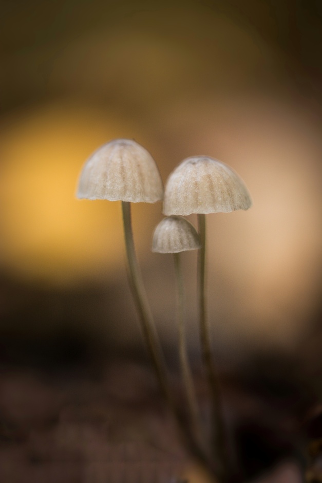 Mini paddenstoeltjes 