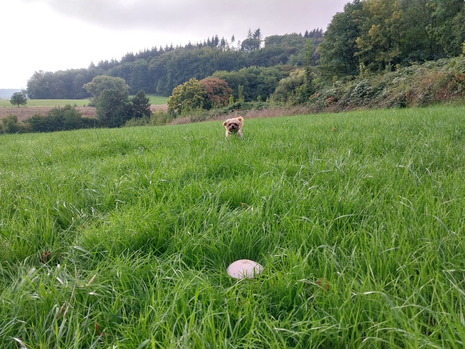 Verdwaalde paddenstoel in gras