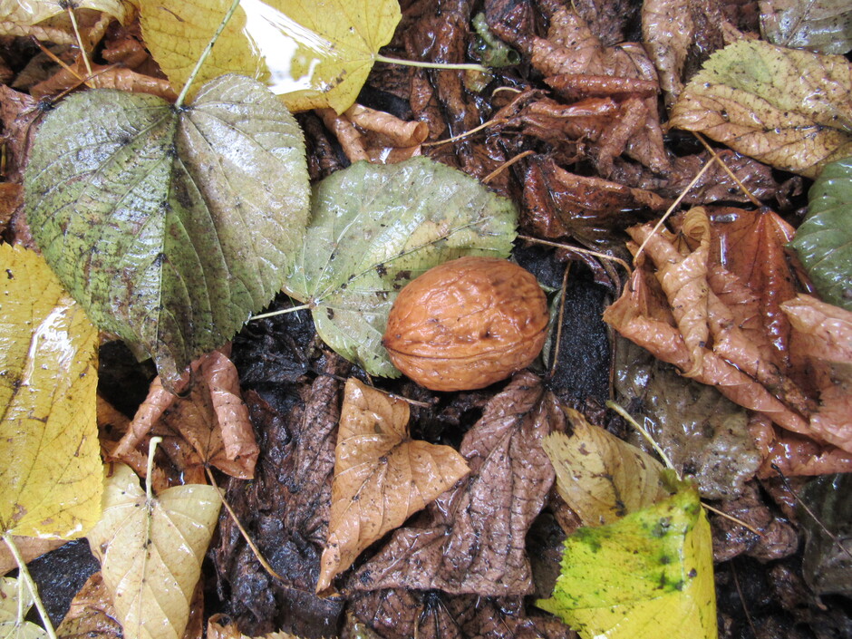Het is nu wel echt Herfst, wind, stromende regen....de walnoten vallen van de boom