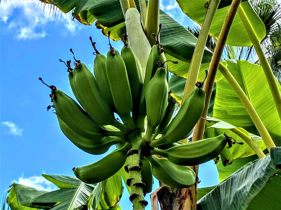 Bananentrossen hangen nu overal aan de bananenbomen.