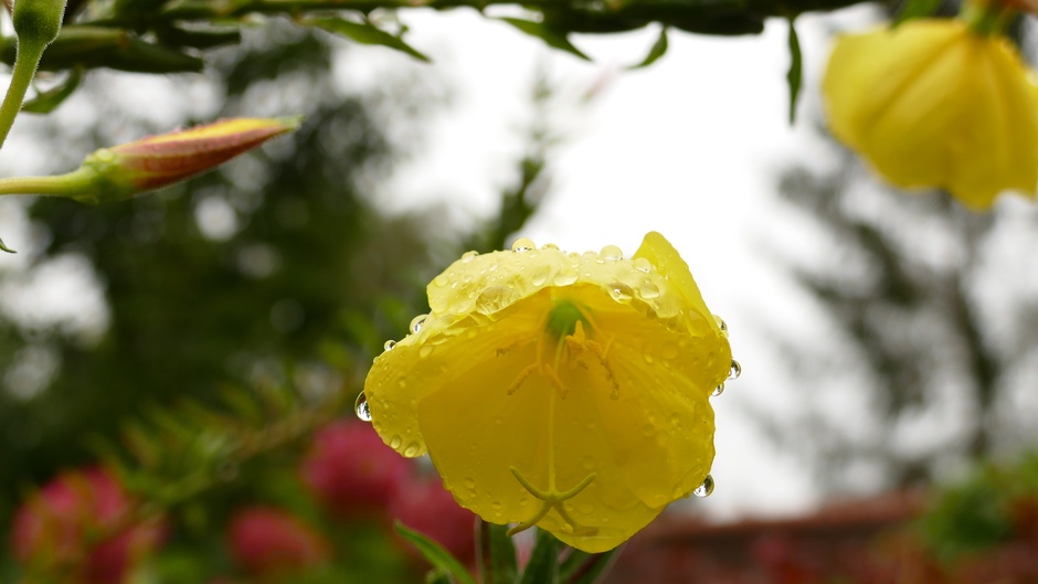 Teunisbloem houdt, vanwege de kou, de bloem open in de regen 