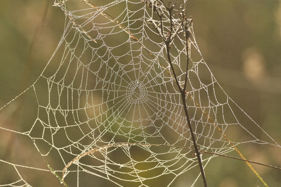 Dauwdruppeltjes op het spinnenweb