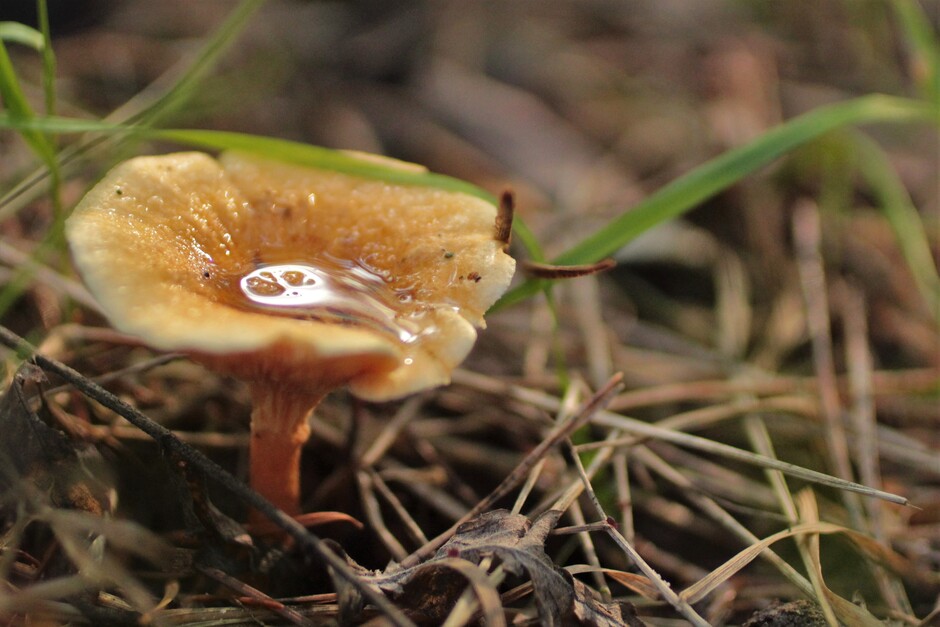 paddenstoel met regenwater erop 