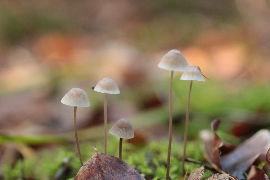 mooi groepje kleine paddenstoeltjes met zonlicht erachter