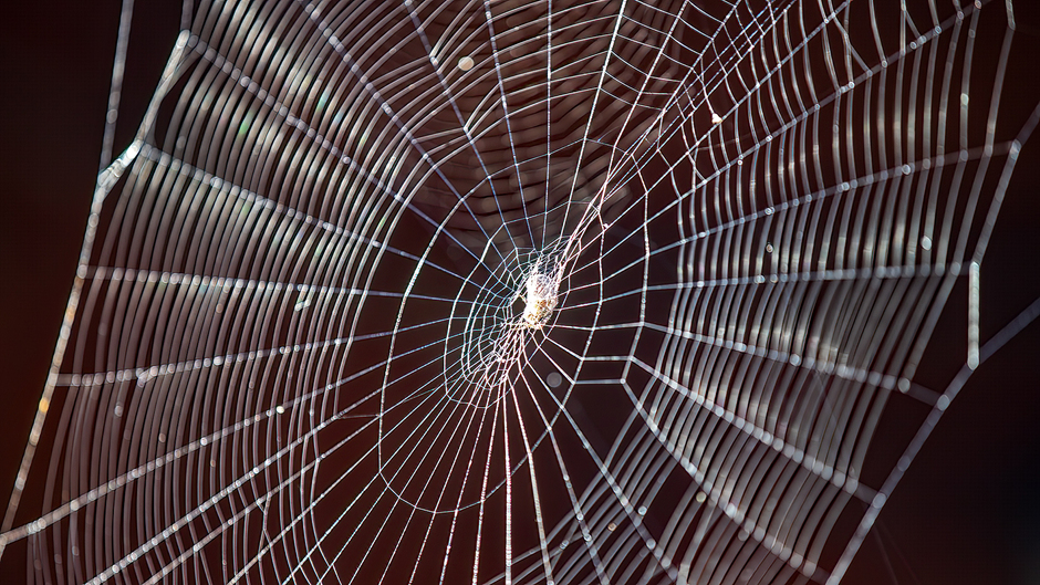 Winderig spinnenweb