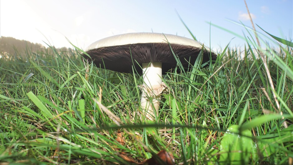 paddenstoel zon blauw wolken 17 gr 