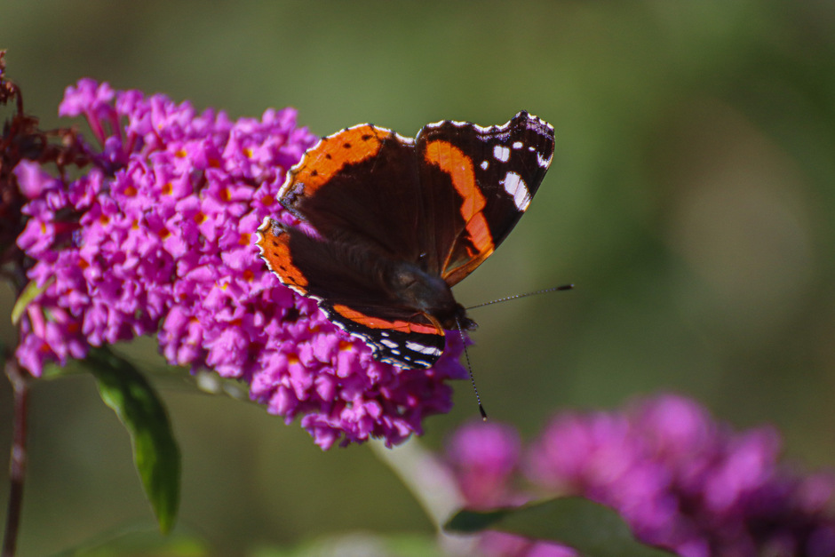 Atalanta nog op een bloeiende vlinderstruik 
