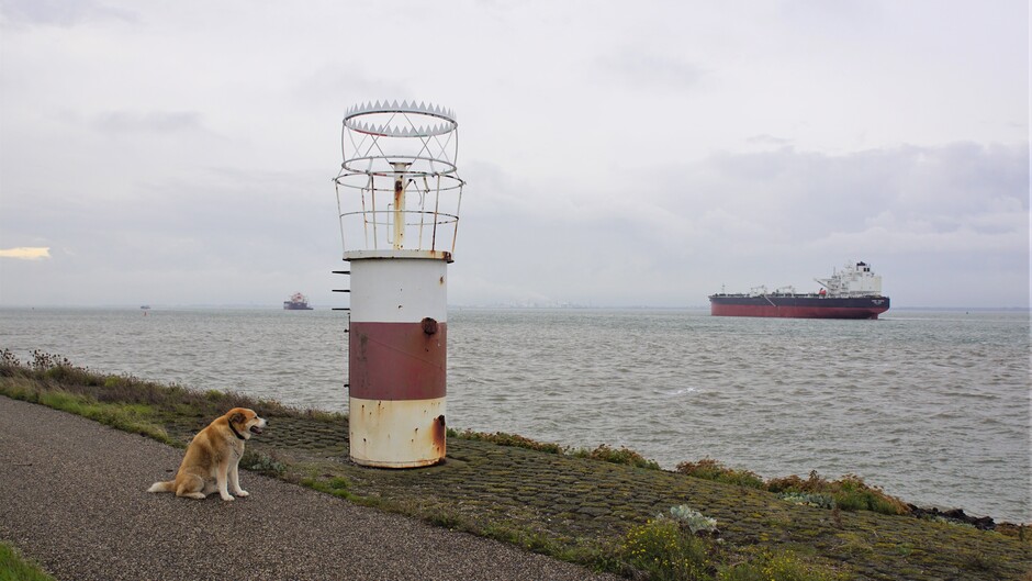 bewolkt weer op de Westerschelde 15 gr schip vuurtorentje hond