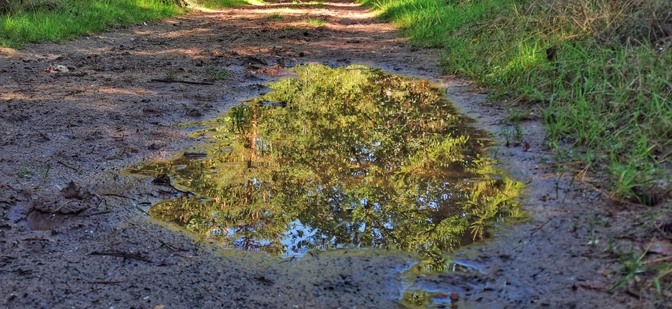 Reflectie van de nog groene bomen in een regenplas