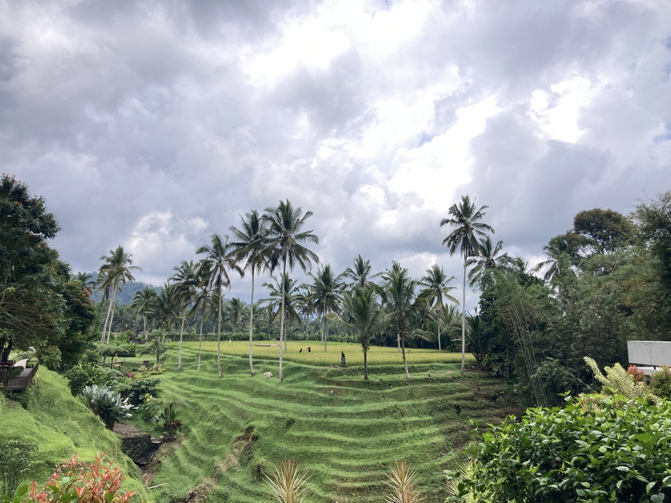 Veel bewolking boven de rijstvelden Ubud