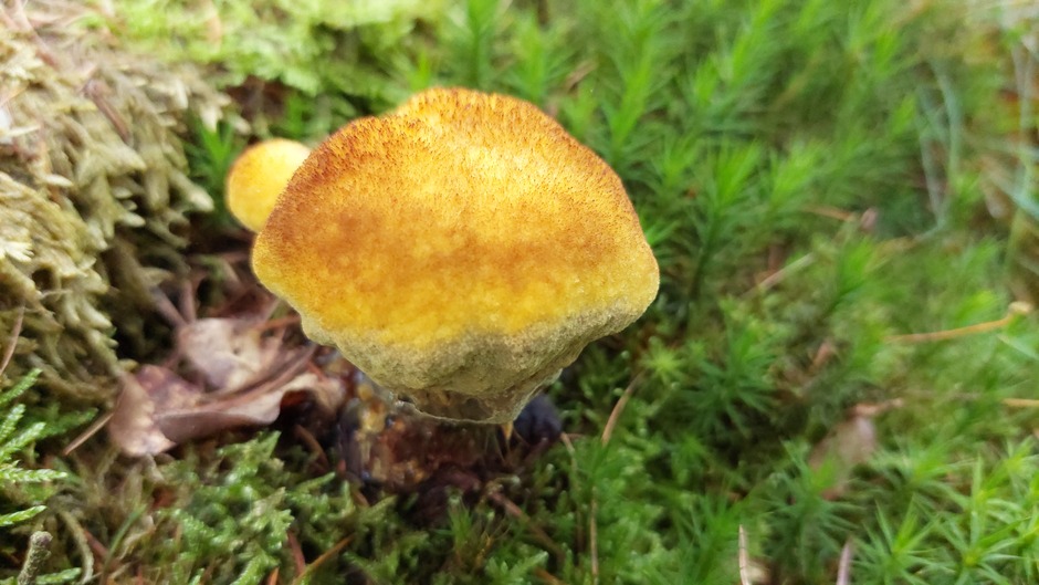 Bijzondere paddenstoelen 