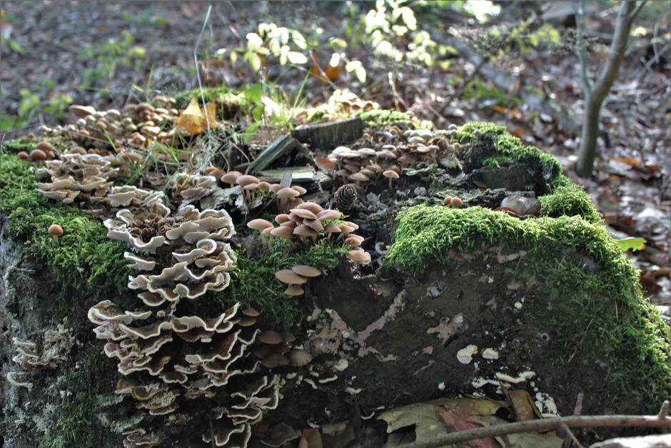 paddenstoelen in overvloed op deze boomtronk
