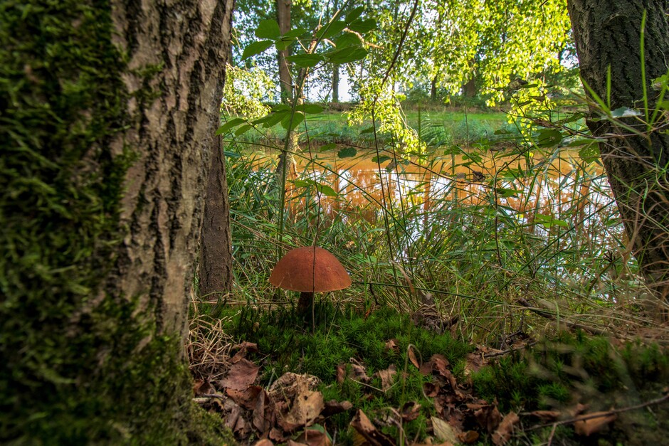 paddenstoel/herfst