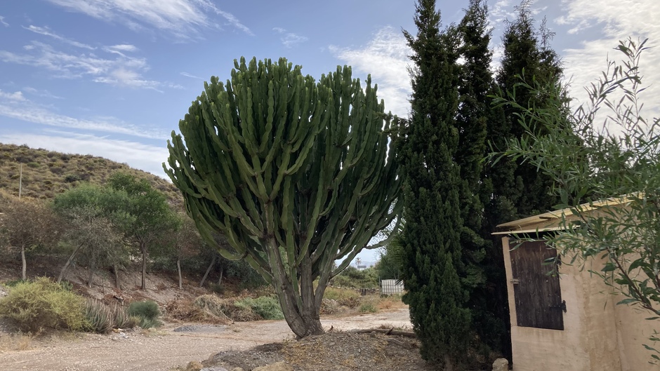 Cactus met enorme hoogte en omvang. 5-6 meter.