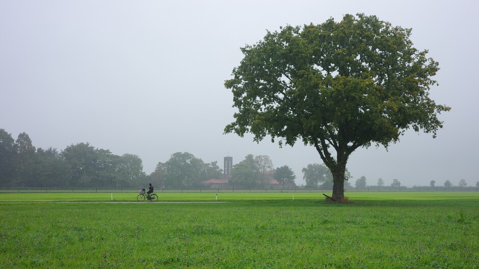 Zomereik, eenzame fietser in de regen in een fraai landschap