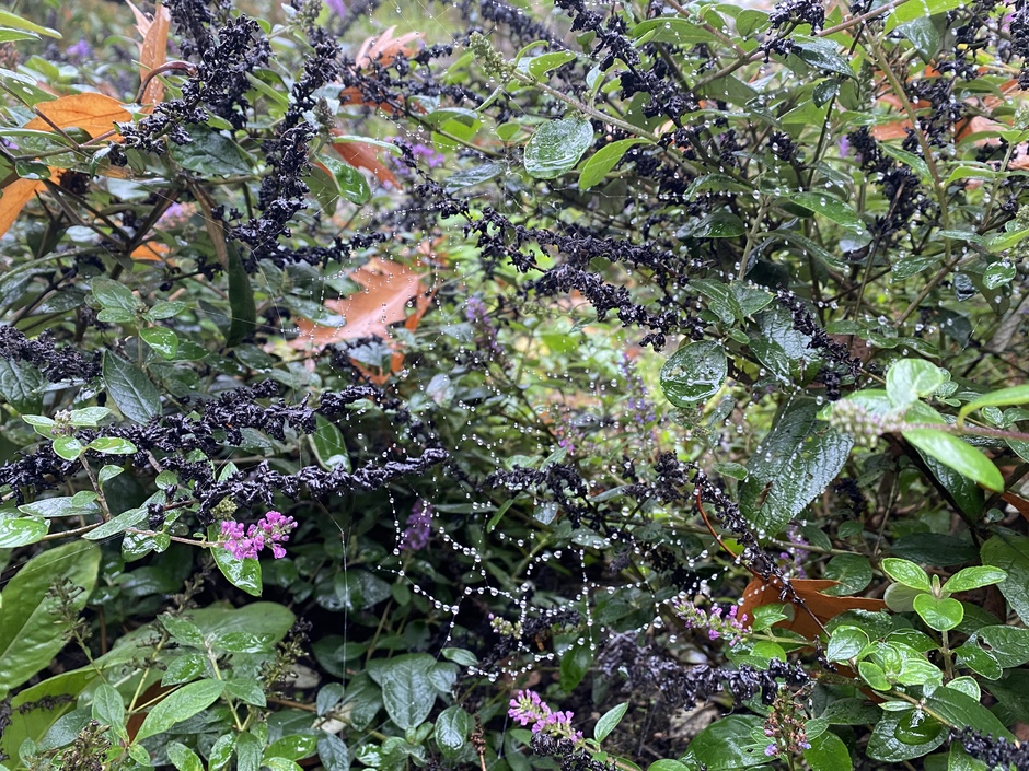 Herfst in de natuur, spinnenweb vol water en uitgebloeide bloemen