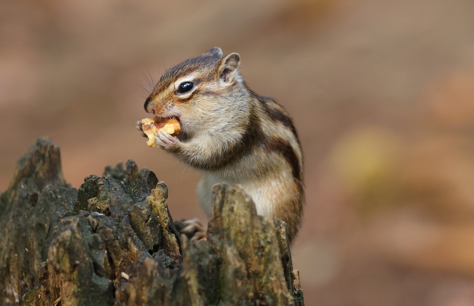 Siberische eekhoorn in herfst sferen bereiden zich voor op de winter