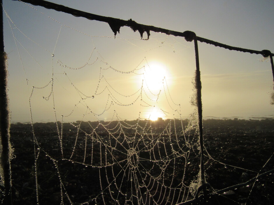 De zon komt op met mist en veel spinnenwebben, alle met mistdruppeltjes